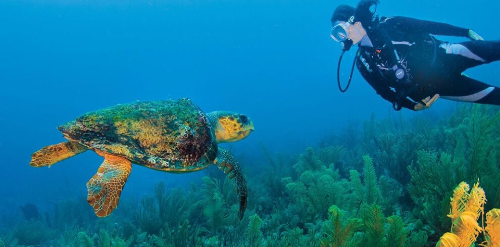 BelizeSeaTurtleDiver